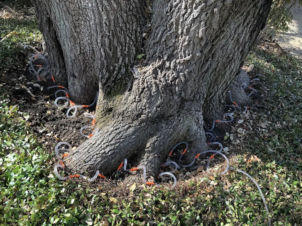Detailed Tree Cabling and Bracing job site in Smartsville